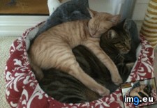Tags: cats, love, spooning (Pict. in My r/CATS favs)