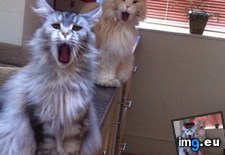 Tags: cats, reaction, shower (Pict. in My r/CATS favs)