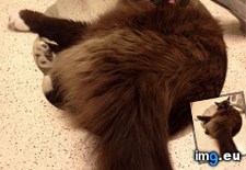 Tags: cats, derpy, sinkcat (Pict. in My r/CATS favs)