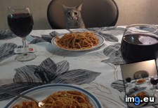 Tags: cats, dinner, night (Pict. in My r/CATS favs)