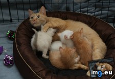 Tags: assignment, babies, cats, foster, mama (Pict. in My r/CATS favs)