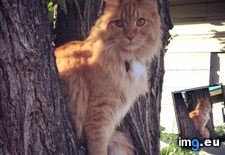 Tags: boy, cats, fluffy, incredibly, majestic, tree (Pict. in My r/CATS favs)