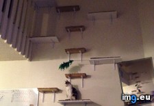 Tags: cat, cats, friend, installed, platforms, time (Pict. in My r/CATS favs)