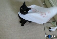 Tags: bags, cape, cat, cats, friends, likes, managed, plastic, play (Pict. in My r/CATS favs)