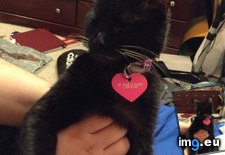 Tags: blind, cat, cats, dande, girlfriend (Pict. in My r/CATS favs)