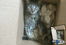 Tags: arrived, cats, karma, kit, starter (Pict. in My r/CATS favs)