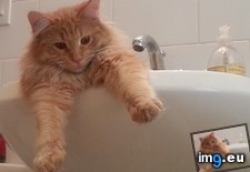 Tags: cats, kitten, paul, sat, sink, tub, was (Pict. in My r/CATS favs)