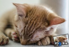 Tags: cats, kitten, nap, red (Pict. in My r/CATS favs)
