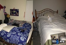 Tags: cats, kitties, own, rooms (Pict. in My r/CATS favs)