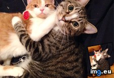 Tags: bugs, cats, cuddle (Pict. in My r/CATS favs)