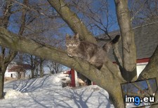 Tags: cats, climber, tree (Pict. in My r/CATS favs)
