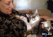 Tags: cats, mom, visit (Pict. in My r/CATS favs)