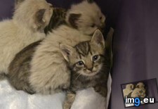 Tags: animal, bound, boyfriend, cats, control, garage, kittens, mom, work, works (Pict. in My r/CATS favs)