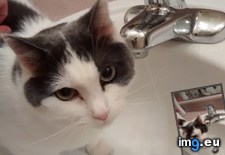 Tags: cat, cats, drink, extremely, faucet, loud, meet, mom, saen, small, teen, water (Pict. in My r/CATS favs)