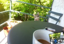 Tags: buddy, cats, coffee, morning (Pict. in My r/CATS favs)
