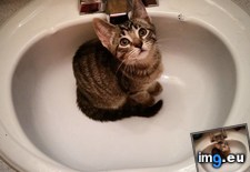 Tags: cats, enjoys, kitty, lila, one, sinks (Pict. in My r/CATS favs)