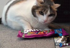 Tags: cats, skittles (GIF in My r/CATS favs)