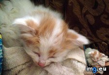 Tags: cats, kitten, motorway, teeny, tiny (Pict. in My r/CATS favs)