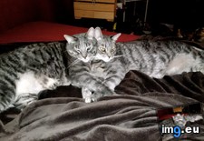 Tags: cats, cuddle, everyday, twin (Pict. in My r/CATS favs)