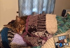 Tags: cat, cats, cold, insists, out, tucking, wife (Pict. in My r/CATS favs)