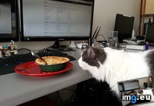 Tags: bad, cats, kitty, pie, pot (Pict. in My r/CATS favs)