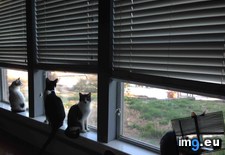 Tags: cats, neighbors, normal (Pict. in My r/CATS favs)