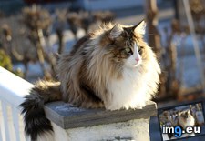 Tags: cat, cats, fluffy, forest, norwegian (Pict. in My r/CATS favs)