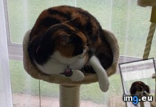 Tags: cats, fits, sits (Pict. in My r/CATS favs)