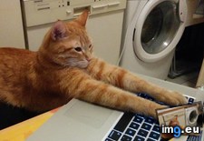 Tags: cat, cats, internet (Pict. in My r/CATS favs)