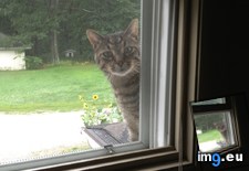 Tags: appeared, cat, cats, eyed, friend, house, ledge, mysterious, story, window (Pict. in My r/CATS favs)