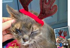 Tags: blind, brain, cats, damaged, deaf, holiday, one, spirit, stop (Pict. in My r/CATS favs)