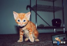 Tags: cats, feisty, female, honey, kitten, old, orange, weeks (Pict. in My r/CATS favs)