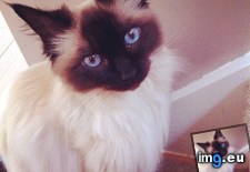 Tags: beautiful, brought, cats, happiness, hope, jasmine, miow, ragdoll (Pict. in My r/CATS favs)