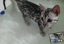 Tags: bengal, cats, fan, manx, water (Pict. in My r/CATS favs)