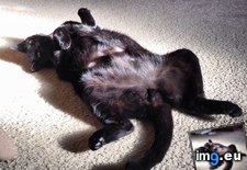 Tags: bathing, cat, cats, hairless, likes, nipples, our, raven, sun, warmth (Pict. in My r/CATS favs)