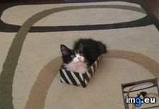 Tags: addition, box, cats, fortress, tissue (Pict. in My r/CATS favs)