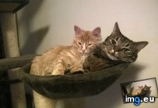 Tags: addition, cats, family, meet, newest, nyyti (Pict. in My r/CATS favs)