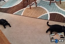 Tags: black, cats, decided, exact, feet, lay, position, two (Pict. in My r/CATS favs)