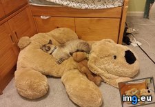 Tags: bear, bigger, cat, cats, teddy (Pict. in My r/CATS favs)