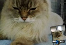 Tags: but, cat, cats, euthanize, got, healthy, him, hours, matted, off, owner, shaving, surrender, was (Pict. in My r/CATS favs)