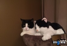 Tags: cats, ozzy, twin (Pict. in My r/CATS favs)