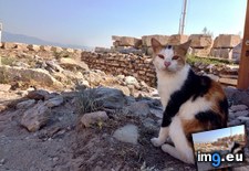 Tags: cats, kitty, parthenon (Pict. in My r/CATS favs)