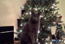 Tags: cats, paul, tree (Pict. in My r/CATS favs)