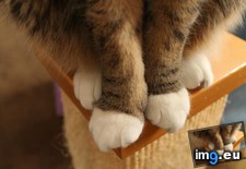 Tags: cats, paws, perfect (Pict. in My r/CATS favs)