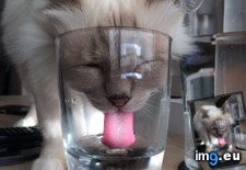 Tags: cat, cats, drinking, perfect, timing (Pict. in My r/CATS favs)