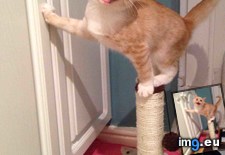 Tags: balancing, cats, for, pluto, scratching, thinks (Pict. in My r/CATS favs)