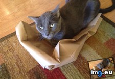 Tags: box, cats, floyd, had, happy, improvise, not, recycled (Pict. in My r/CATS favs)