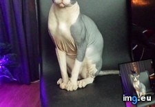 Tags: cat, cats, gaming, meet, prince, sits (Pict. in My r/CATS favs)