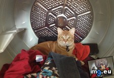 Tags: cats, infection, meet, protozoan, reported, waffles (Pict. in My r/CATS favs)