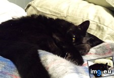 Tags: ball, cats, fluff, man, old, salem, tiny (Pict. in My r/CATS favs)